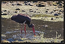Zwarte Ooievaar, Black Stork, Ciconia nigra Location: Skala Kaloni, Greece (Lesbos) zwarte ooievaar MG 1734 kopie
